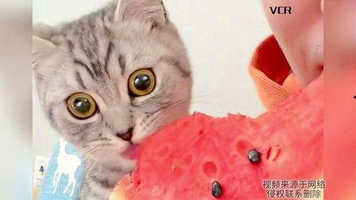 猫猫吃瓜瞬间,萌态尽显