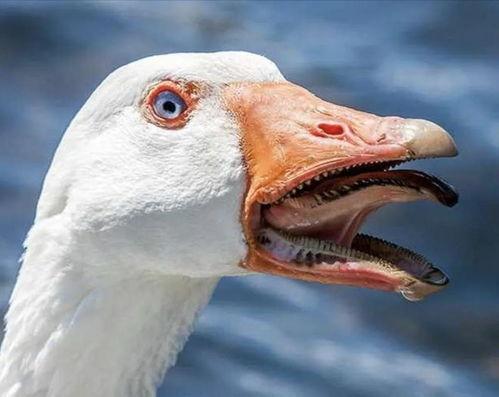 goose鹅每日吃瓜,Goose鹅每日瓜事盘点