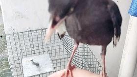 娱乐吃瓜小八哥是谁啊小说,揭秘网络小说中的神秘角色