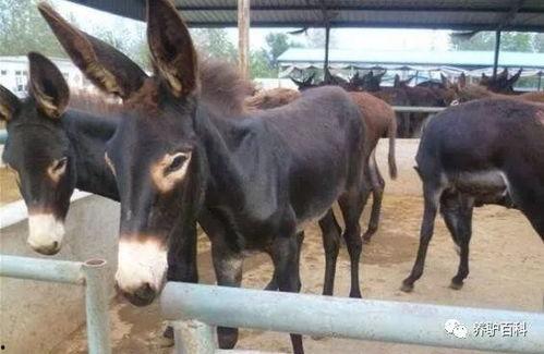 娱乐吃瓜酱驴叫